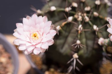 Seradaki pembe çiçekli kaktüs jimnastik salonu