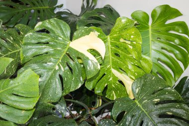 Monstera Thai Takımyıldızı 'nın yapraklarındaki desenleri toplamak güzel.