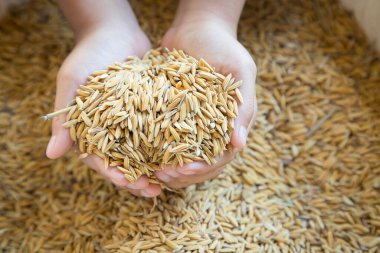 Elinde pirinç taneleri vardı. Düşen pirinç fiyatlarının durumunu yansıtıyordu.