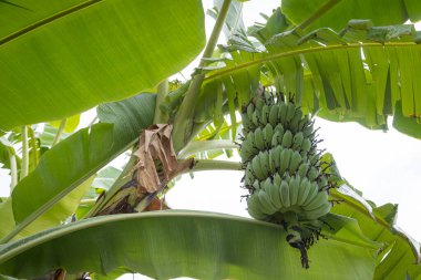 Bir salkım muzu bahçe ile muz ağacı