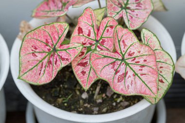 Caladium Strawberry Star güzel ve benzersizdir. Benekli bitki koleksiyoncuları arasında popülerdir.
