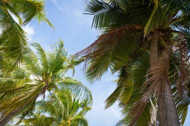 Sahilde hindistan cevizi ağacı var.