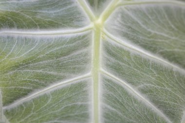 Alocasia Polly bahçeye bitki dokusu