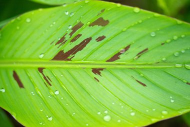 Kan lekeli muz yaprağı. Su damlacıkları. Doğa yapısı.