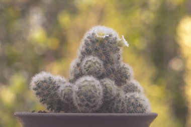 Mammillaria schiedeana with littel White flower in green blur bokeh nature background, easy for beginner plan to collec small cactus can put near to the windows on the work table and see it growing clipart