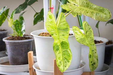 Philodendron Paraiso Verde 'nin yakın plan görüntüsü, benekli ağaç koleksiyoncuları ile Popüler ile tencerede bulunan çeşitli yaprak dokusu