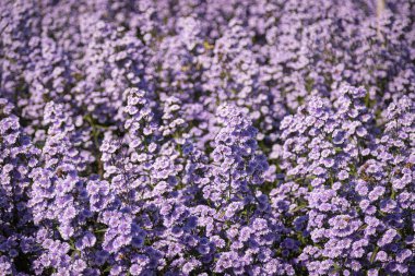 Purple margaret flowers (Michaelmas Daisy) are blooming beautifully in a flower field among nature clipart