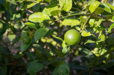 Taze limon Citrus aurantifolia Ağaçtan sallan