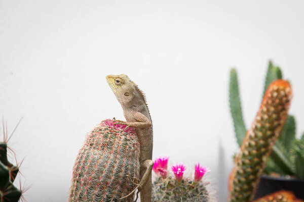 золотисто-коричневый хамелеон, сидящий на кактусном саду на фоне белой стены