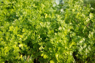 Tarlada taze yeşil kişniş ve sabah güneş ışığı.
