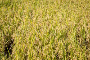 Pirinç tarlaları güzel doğa arka planıyla hasat edilmek üzere.