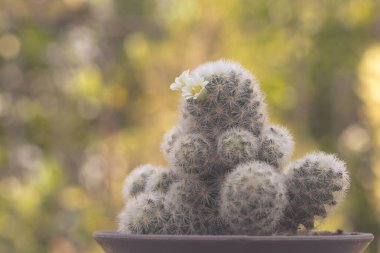 Mammillaria schiedeana with littel White flower in green blur bokeh nature background, easy for beginner plan to collec small cactus can put near to the windows on the work table and see it growing clipart