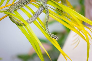 Golden Tree Snake Or Chrysopelea ornata is subtly camouflaged in the garden clipart