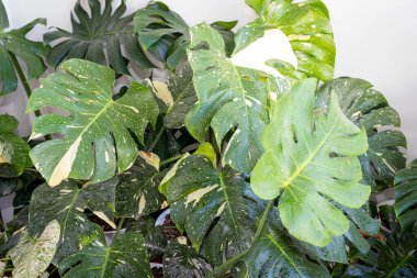 Monstera Thai Takımyıldızı 'nın yapraklarındaki desenleri toplamak güzel.