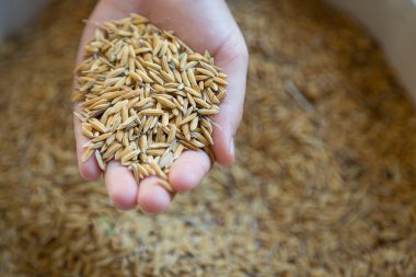 Elinde pirinç taneleri vardı. Düşen pirinç fiyatlarının durumunu yansıtıyordu.