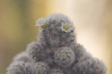 Mammillaria schiedeana ile küçük beyaz çiçek yeşil bulanık bokeh doğa arka plan, acemi için kolay kolej küçük kaktüs koyabilirsiniz çalışma masasının pencerelerine yakın ve büyümesini görebilirsiniz