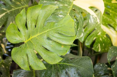 Bahçe arka planında canavar bitki yaprağı deseni