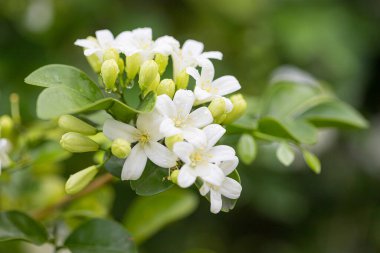 Güzel, beyaz, turuncu yasemin (Murraya paniklemesi) çiçeklerin açması ve bahçede güzel kokması.