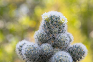 Mammillaria schiedeana ile küçük beyaz çiçek yeşil bulanık bokeh doğa arka plan, acemi için kolay kolej küçük kaktüs koyabilirsiniz çalışma masasının pencerelerine yakın ve büyümesini görebilirsiniz