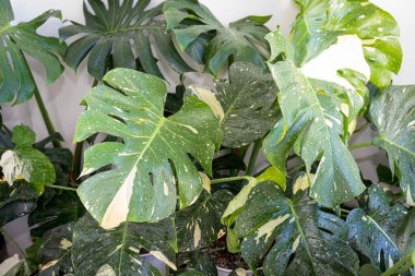 Monstera Thai Takımyıldızı 'nın yapraklarındaki desenleri toplamak güzel.