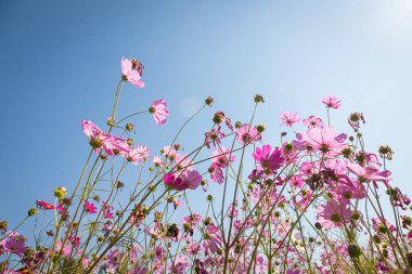 Tarlada papatya çiçekleri açan güzel yabani çiçekler mavi gökyüzü arka planına sahip doğal yaz manzarası elde ederler.