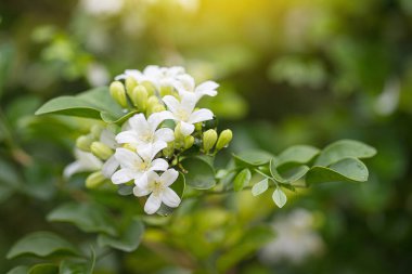 Güzel, beyaz, turuncu yasemin (Murraya paniklemesi) çiçeklerin açması ve bahçede güzel kokması.