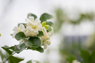 Close up Beautiful white orange jasmine (Murraya paniculata) flowers blooming and fragrant in garden clipart