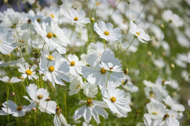 Güzel yabani çiçekler tarlada papatya çiçekleri doğal yaz manzarası alıyor.