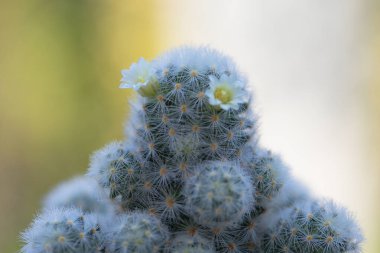 Mammillaria schiedeana ile küçük beyaz çiçek yeşil bulanık bokeh doğa arka plan, acemi için kolay kolej küçük kaktüs koyabilirsiniz çalışma masasının pencerelerine yakın ve büyümesini görebilirsiniz