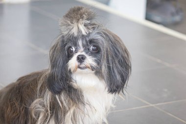 Shih tzu köpeği oturarak poz veriyor.