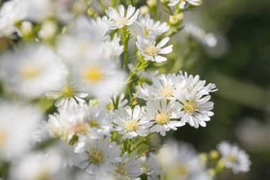 Güzel kır çiçekleri tarlada Daisy doğal yaz manzarası alıyor.