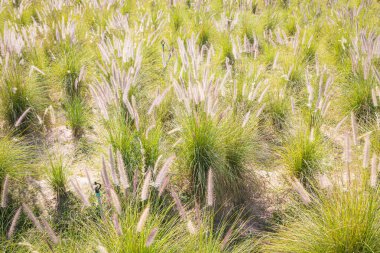 Çeşmenin (Pennisetum setaceum) ortasında güzel, doğal bir çayırın ortasında.