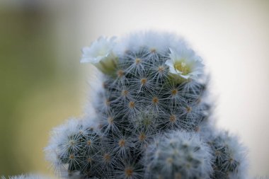 Mammillaria schiedeana ile küçük beyaz çiçek yeşil bulanık bokeh doğa arka plan, acemi için kolay kolej küçük kaktüs koyabilirsiniz çalışma masasının pencerelerine yakın ve büyümesini görebilirsiniz