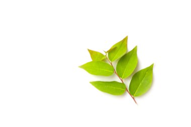 Üst görünüm bektaşi üzümü yaprakları beyaz arkaplanda izole