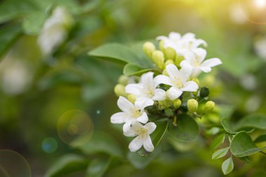Güzel, beyaz, turuncu yasemin (Murraya paniklemesi) çiçeklerin açması ve bahçede güzel kokması.