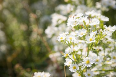 Güzel kır çiçekleri tarlada Daisy doğal yaz manzarası alıyor.