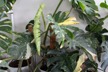 Yeni açmış yapraklı bir canavar thaicon 'unun resmi. Doğanın çiçek açtığını görüyor musun?