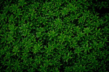 Bahçeye çalı olarak dikilmiş bir ağacın yeşil görüntüsü. Bakınca, kendimi rahat ve ferahlatıcı hissediyorum. Kendimi doğaya yakın hissetmemi sağlıyor ve yorgunluğumu azaltıyor. Doğal bir duvar kağıdı olarak kullan..