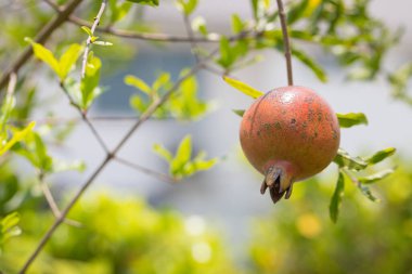 Bahçede yetişen nar faydalı ve yüksek miktarda C vitamini içerir.