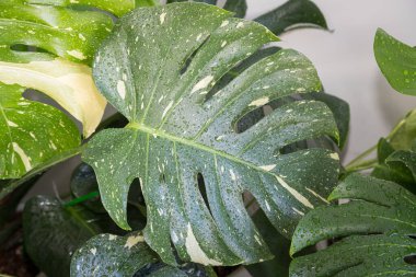 Monstera Thai Takımyıldızı 'nın yapraklarındaki desenleri toplamak güzel.