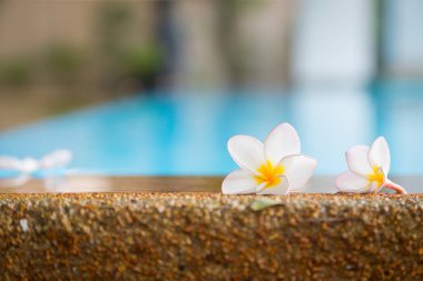 Tropikal çiçekler Frangipani veya Plumeria Tayland 'da masaj salonlarını ve kaplıcaları dekore eder..