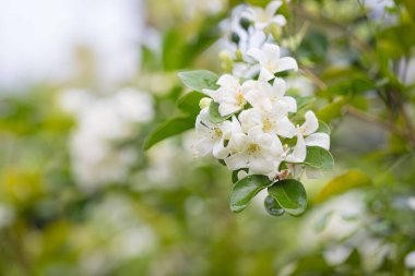 Güzel, beyaz, turuncu yasemin (Murraya paniklemesi) çiçeklerin açması ve bahçede güzel kokması.
