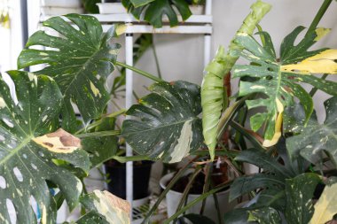 A picture of a monstera thaicon with new leaves that just unfolded. see the nature that is blooming clipart