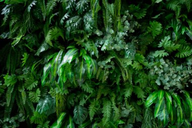 Dikey bitkilerden bir duvar yapmak için yapay bitkiler kullanan yeni duvar dekorasyonu. Doğaya yakın olmak ve ilgilenilmesi kolay bir his veriyor. Sulamaya ve döllemeye gerek yok..