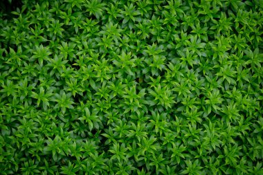 Bahçeye çalı olarak dikilmiş bir ağacın yeşil görüntüsü. Bakınca, kendimi rahat ve ferahlatıcı hissediyorum. Kendimi doğaya yakın hissetmemi sağlıyor ve yorgunluğumu azaltıyor. Doğal bir duvar kağıdı olarak kullan..