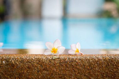 Tropikal çiçekler Frangipani veya Plumeria Tayland 'da masaj salonlarını ve kaplıcaları dekore eder..