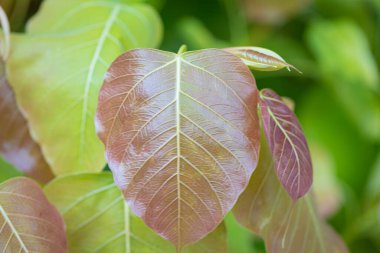 Kalp şeklinde bodhi yaprakları ağaçlarda, doğa arka planında.