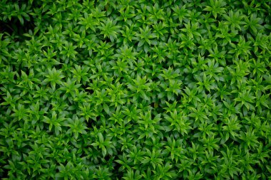 Bahçeye çalı olarak dikilmiş bir ağacın yeşil görüntüsü. Bakınca, kendimi rahat ve ferahlatıcı hissediyorum. Kendimi doğaya yakın hissetmemi sağlıyor ve yorgunluğumu azaltıyor. Doğal bir duvar kağıdı olarak kullan..