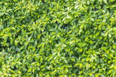 Ficus annulata trees are planted as a fence line.