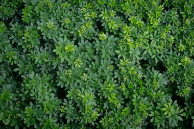 Green image of a tree planted as a bush in the garden. Looking at it, it feels comfortable and refreshing. It makes me feel close to nature and relieves fatigue. Use it as a natural wallpaper. clipart